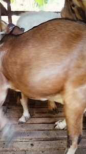 100K views · 1.1K reactions | Berikut beberapa ciri induk kambing...