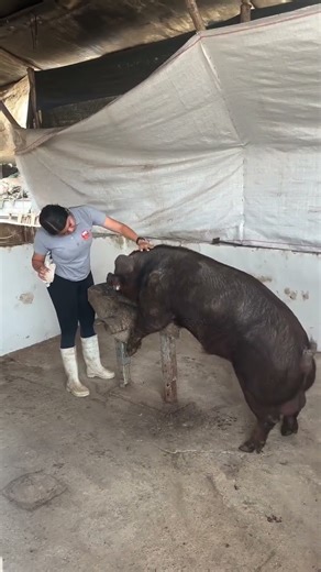 Pig Farm Tour | Clean & Profitable Setup #PigFarm #FarmLife #PigFarming