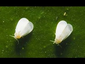 How to Fix a white fly problem in your vegetable garden