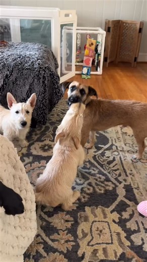 249 reactions · 38 comments | Whew.  ❗️Last call to submit adoption applications for William and Harry. We will close applications tomorrow morning and begin the review process. . . . #scottishterrier #dogsofinstagram #scottie #adopt #nc #sc #clt #spartanburg #terrier #lkn #puppies | Scottish Terrier Rescue of the Southeast | Facebook