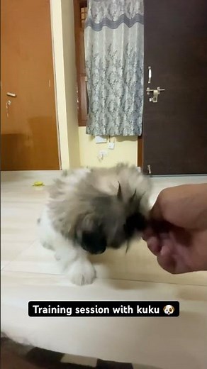 Shih tzu puppy training 🐶 | How to train your dog 🐩 #dogtraining