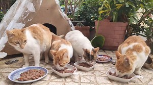 4.8K views · 1.1K reactions | Large wooden house for a large family of feral cats | Street Cat | Facebook