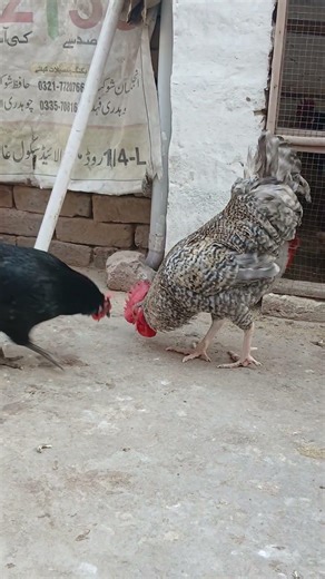 Plymouth rock rooster crowing on the front of black Australorp hen