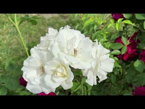 Spring Free Stock Videos - Spring No Copyright Videos - Spring Stock Footages - Spring Video Clips