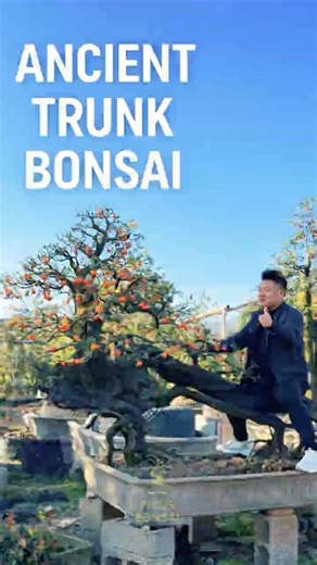 99% of People Don’t Know This Bonsai Plant #bonsai #bonsailife #bonsaitree #moutainlife #persimmon