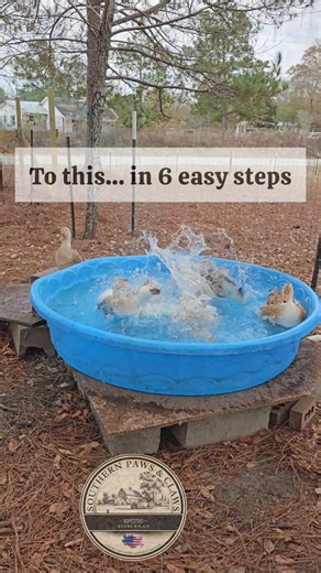 Sunday duck pool cleaning 🦆💦 Not glamorous, but it has to get done. This is my quick, no-nonsense routine to clean the duck pool and keep things moving. Once you get a system, it goes pretty fast. #DuckCare #FarmRoutine #SundayChores #DuckPool #HomesteadLife #EverydayFarm #SimpleFarmLife #GeorgiaHomestead | Southern Paws & Claws Homestead