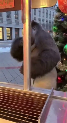 Gorilla Tries Ghost Pepper Hotdog… Instantly Regrets It! 🦍🌭🔥 #animalreactions