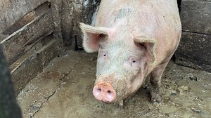 Disznóvágáson jártunk: ez az ideális sertés, ha jó kolbászt akarsz | Mindmegette.hu