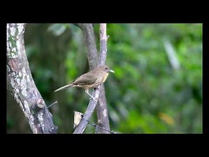 Clay-colored Thrush - Bird and Song