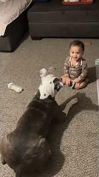 Dog and Toddler Adorably Play Together in Pure Joy