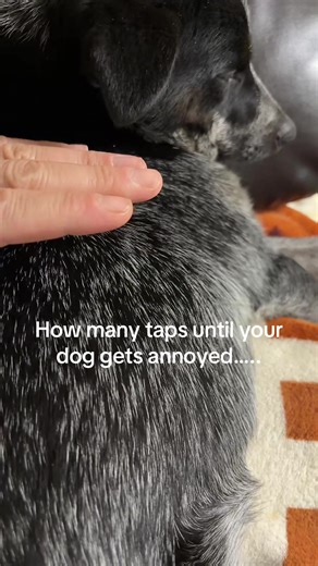 Understanding Dog Behavior: Annoyance Levels Explained