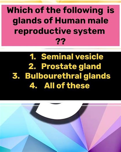 Human male reproductive system