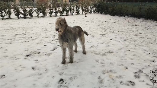 Happy doggies ❤️ Lily (3,5y), Houdini (15m), Beauty (8y), Feedback (10y2m) #dogsoftiktok #irishwolfhound #love #houndsofglory #fun