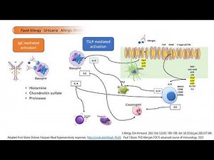 Basophils and Eosinophils in Allergy In less than 5 minutes