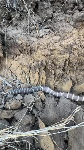 Out on a trail run with friends in Crystal Cove when we spotted this: a California kingsnake devouring a Southern Pacific rattlesnake. 🐍 We stopped and watched for nearly an hour — kingsnakes are immune to rattlesnake venom and take down prey with powerful constriction. Rare to see predator meeting predator like this in the wild! #king #snake #wildlife #nature #hiking
