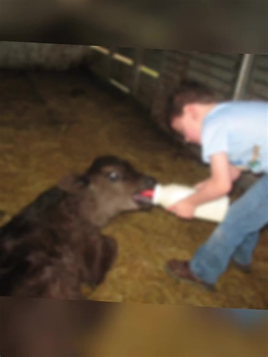 #creatorsearchinsights #phototrendtiktok #tiktokpicksthesong #cattlefarming #phototrend