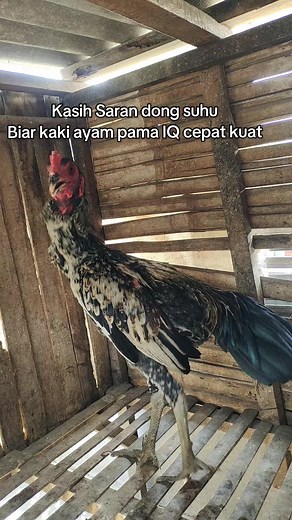 Usia 4 Bulan sudah seganteng ini🥰 #pamaiqline