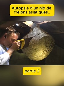 Autopsie d'un nid de frelons asiatiques.. 2