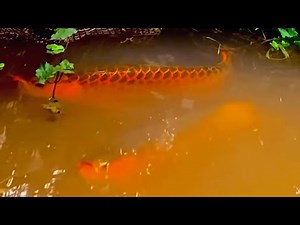 I Found a $300,000 Ultra Rare Arowana Fish in Wild Pond