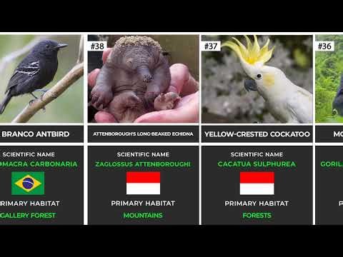 Top 50 Rarest Animals in the World You May Never See