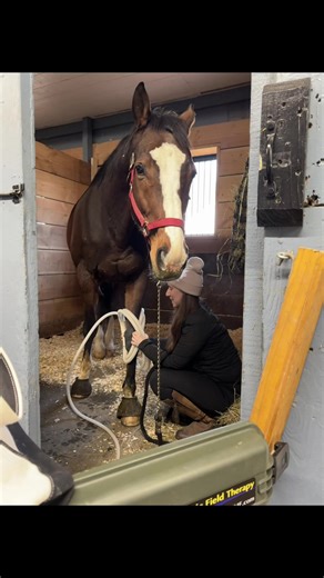 Magnawave can be a wonderful support tool for joint discomfort. By helping reduce inflammation and improving circulation, it often brings noticeable relief and increased comfort. During my sessions I always go beyond a standard treatment. I blend in targeted manual bodywork to help the horse release tension and settle more deeply into relaxation. In this particular session, I incorporated some of my nerve release techniques. By softening the muscles through the neck and shoulders, we were able t