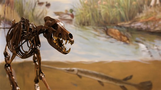 Museum of Texas Tech gives behind scenes tour of Paleontology, dinosaurs, Antarctic items