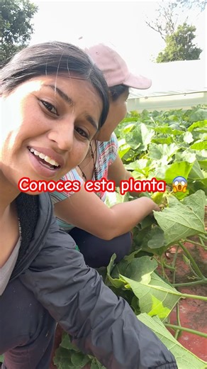 Zapallo