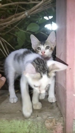 Cat Playing