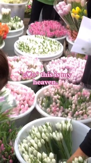 Spring Season Beauty: Embracing Tulips and Aesthetic Flowers