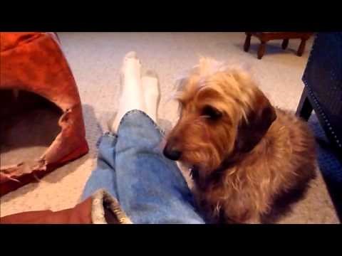 Wire-haired Dachshund