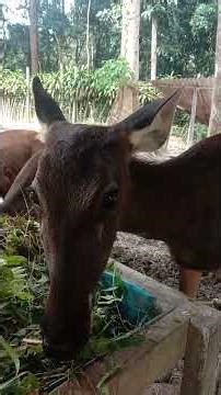 Mountain grass has a dry texture and cannot be stored for long.