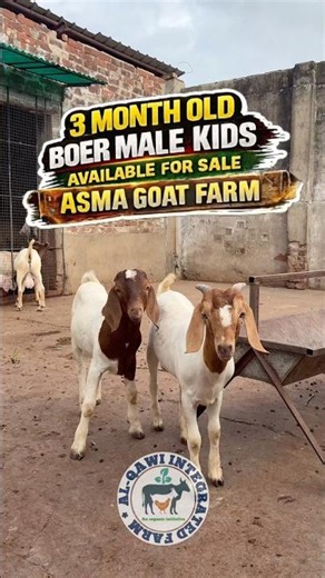 Boer Male Kids For Sale#goat #babygoats #goatfarming #boergoats #viralgoat #facts #goatfacts #shorts
