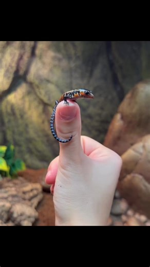 2.1K views · 45 reactions | Cute little captive bred, baby fire skink. www.reptilerapture.net. #reptilerapture #reptilerapturerescue #reptilestore #fireskink | Reptile Rapture | Facebook