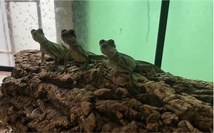 合法饲养的蜥蜴当中 成体最大的蜥蜴 安汶巨人斑帆蜥幼时模样