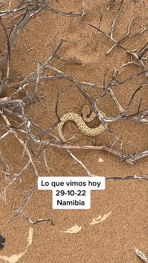 Exploring Namibia's Desert Snake Habitat