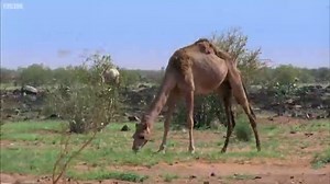 What Do Grasshoppers Eat - Grasshopper Diet