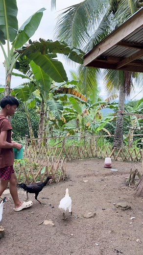 mamuhi na tag manok dol #farming #jrfarming #bukidislife | J’R Farming