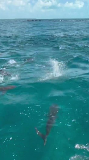 Can’t Believe I Did This In Bimini