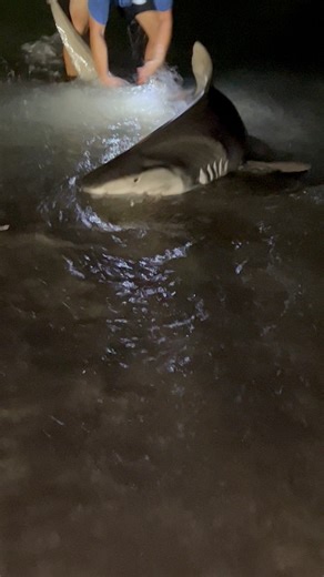 11ft TIGER SHARK caught off PANAMA CITY BEACH! | All American Shark Fishing