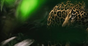 clip-3408546051-jungle-jaguar-looking-around-moving-dance-like-steps