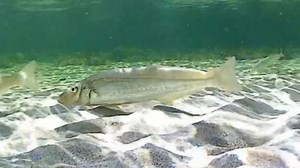 纤𬶮 Sillago ciliata （yt@DayDreamTV