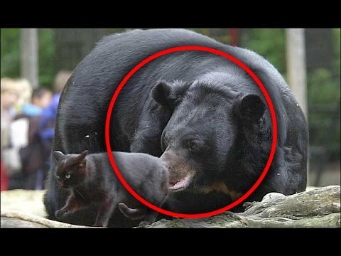 Bear eats cat- Live footage