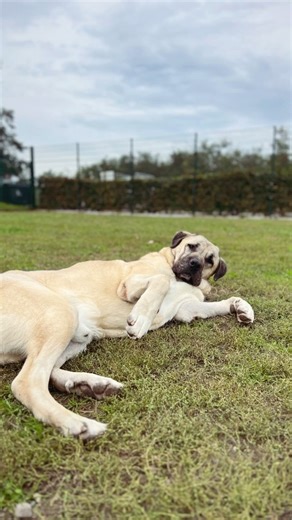 Vous êtes à la recherche d’un compagnon fidèle au cœur XXL ? ♥️ C’est par ici ⬇️ Profil de MAKI ➡️https://www.spa-colmar.fr/Project/maki/ Profil de NAALA ➡️https://www.spa-colmar.fr/Project/naala/ | Société Protectrice des Animaux (S.P.A.) de Colmar