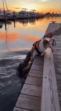 Alligator Attacks Dog — Man Saves in Seconds! #wildliferescue #animalsrescue #shorts