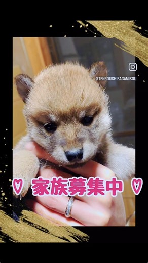 『🌸家族募集中🌸』#天狼柴神荘 #柴犬のおうち #赤柴 #白柴 #黒柴 #胡麻柴 #柴犬 #子犬 #柴犬専門ブリーダー #栃木県 #那須町 #家族募集
