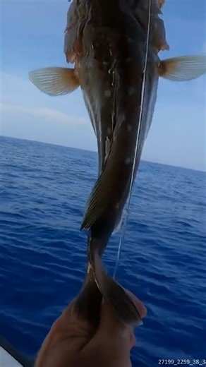 25K views · 123 reactions | This Guy Had Snowflake SCALES | South Florida Fishing Channel | Facebook