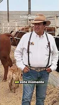 In the Highlands of Jalisco we have the best genetics. Thanks to @cajavalle6342