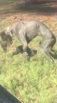 Great Dane humping Little dog
