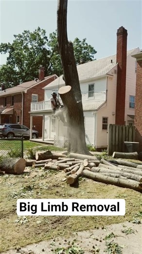 Massive Limb Removal Done Safely – Ohio Tree Service