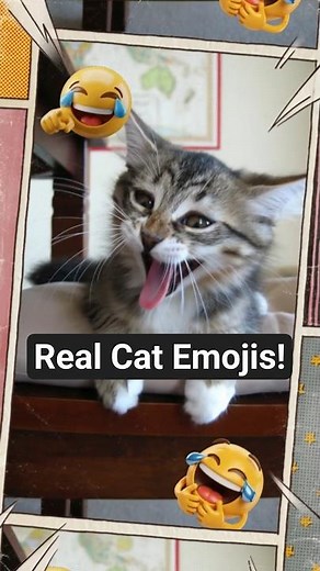 Emoji Cats IRL 😹 | Real-Life Cat Emoticons Compilation #cat #catshorts#FunnyCats#CatEmoji